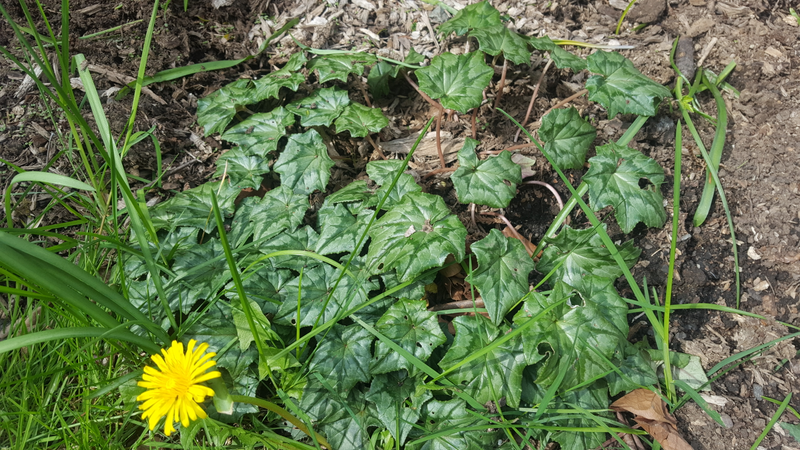 Photobombing dandelion